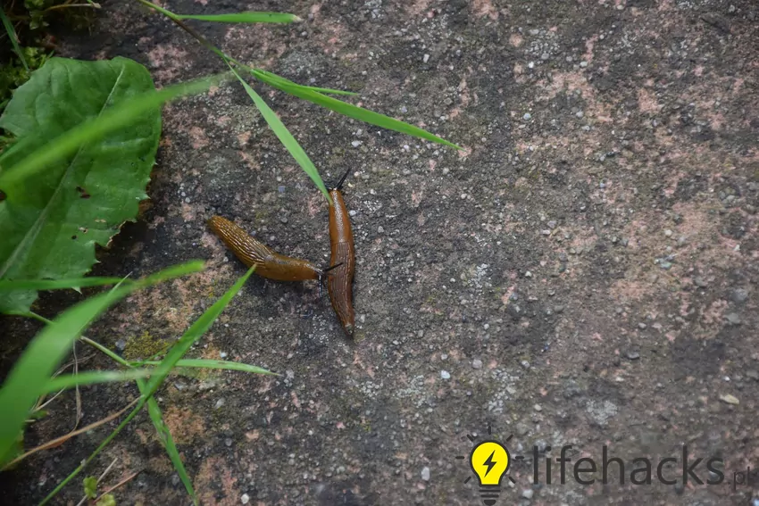 Pomrowy - opis i sposoby zwalczania