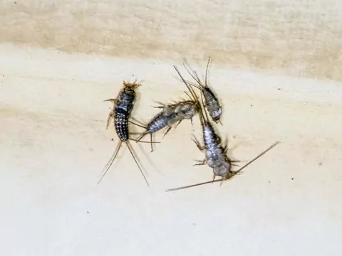 Wykorzystanie octu na rybiki