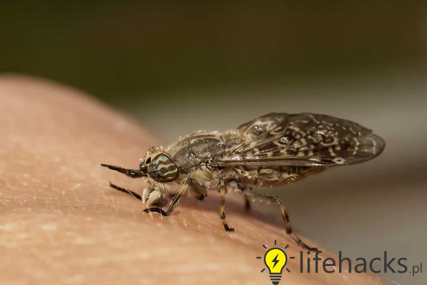 Stosowanie repelentów na bazie DEET lub naturalnych olejków, takich jak olejek eukaliptusowy czy lawendowy, skutecznie odstrasza muchy końskie Mucha końska